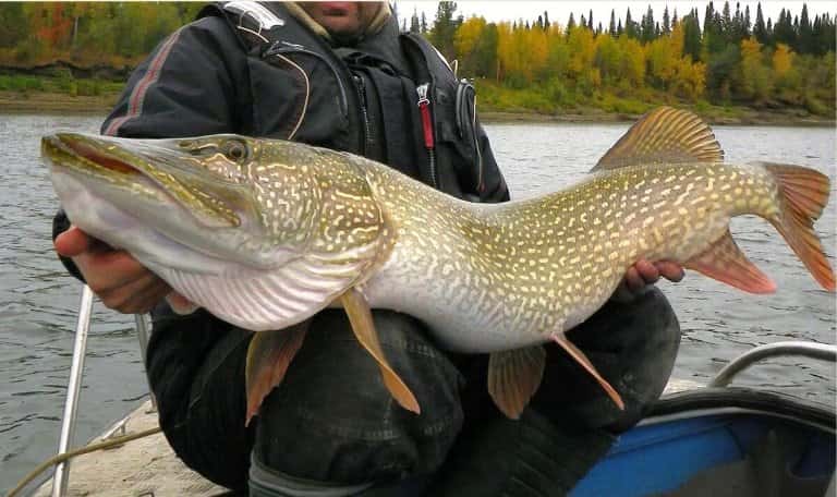 Самая большая пойманная щука в мире и в России – фото и вес
