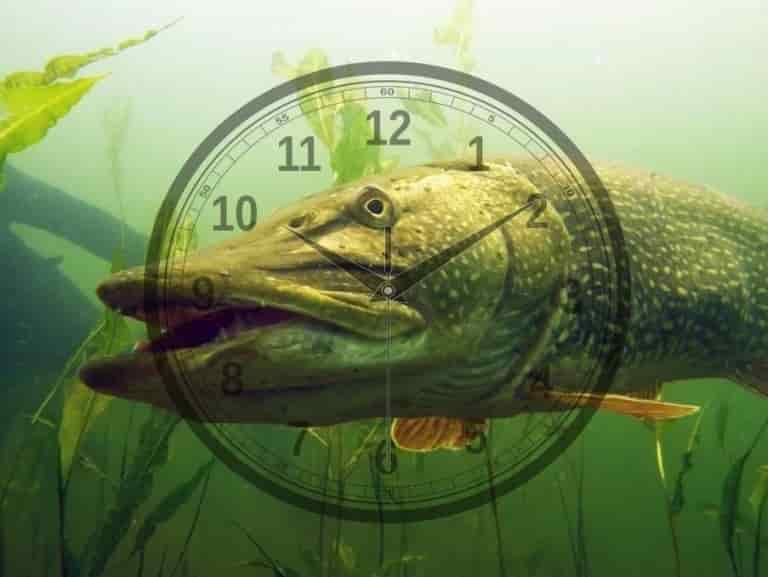 Календарь рыболова на эту неделю в области, крае, регионе