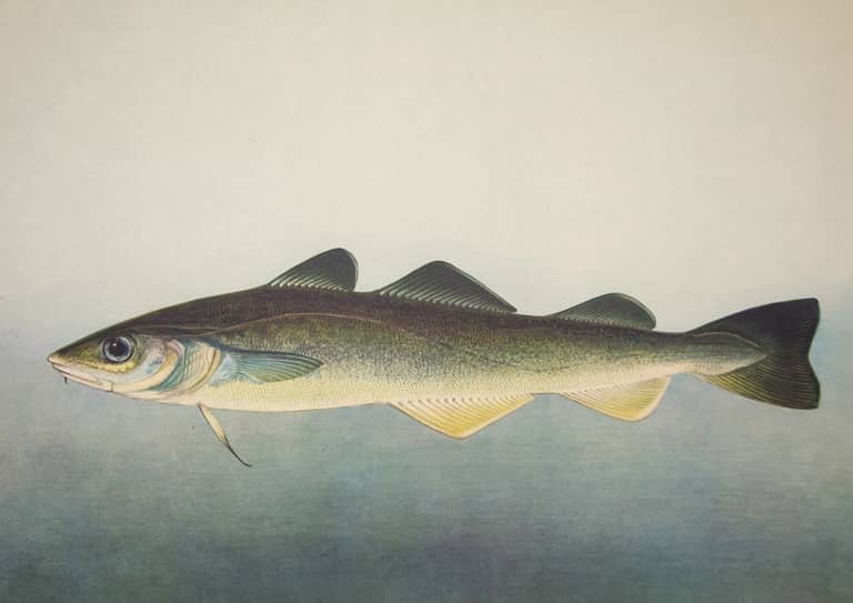 Навага что за рыба – польза и вред, рецепты, фото, отзывы