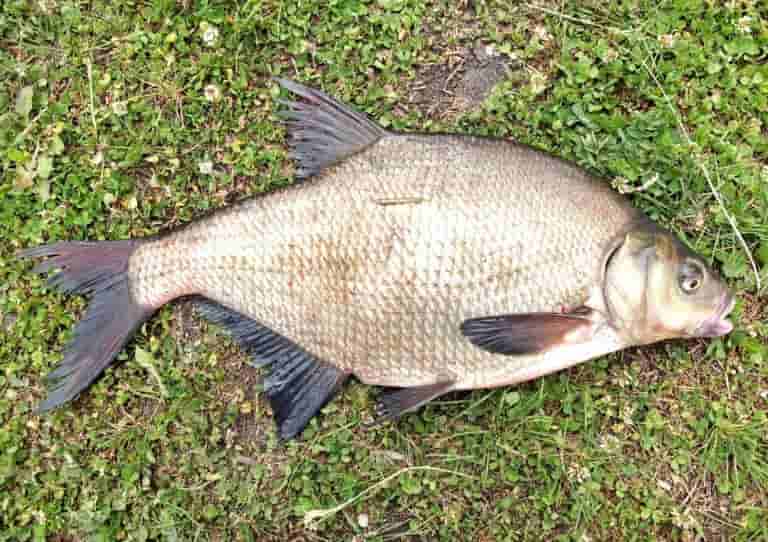 Прогноз клева рыбы на реке Оби Сузун, Камень