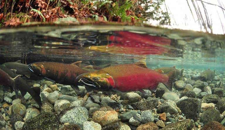 Что за рыба лосось австралийский, дикий, кахавай и мурманский