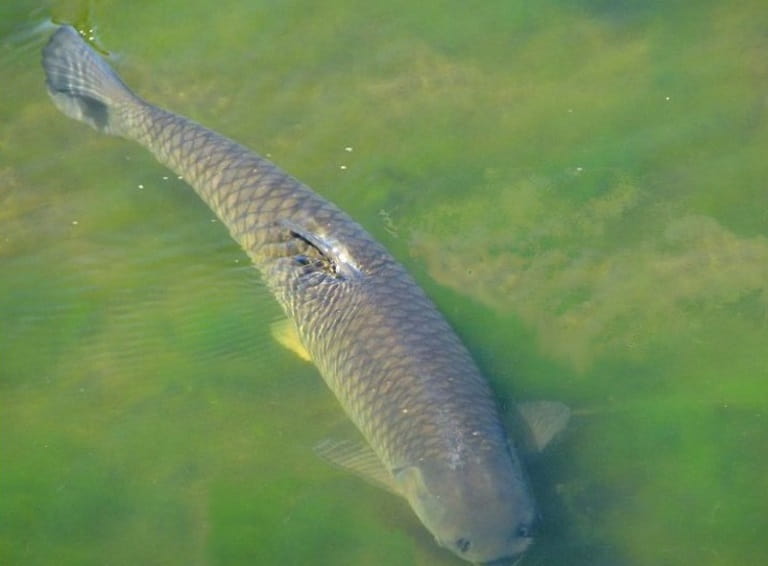 Белый амур что за рыба, фото, где водится, костлявая, польза