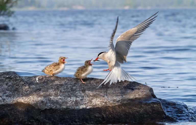 Ладожское озеро на карте России, мира, контурной, где находится