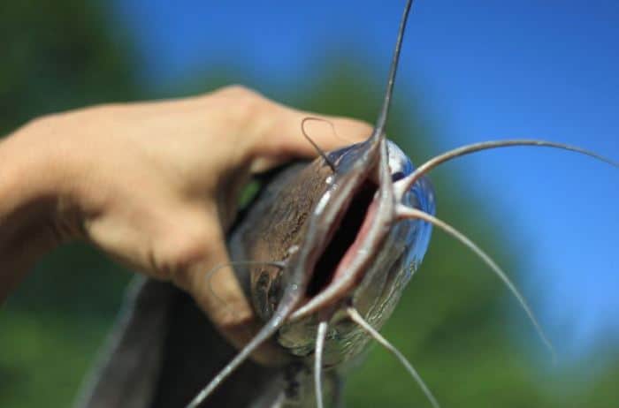 Прогноз клева в Тамбовской области и календарь клева