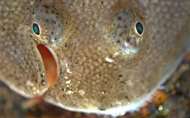 Что за рыба морской язык – рецепты, польза и вред, описание