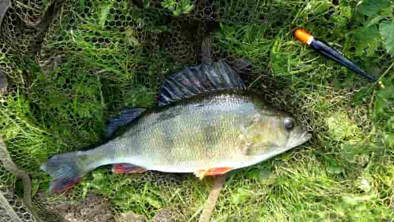 Клюет ли ночью окунь на спиннинг – снасти для ловли и приманка