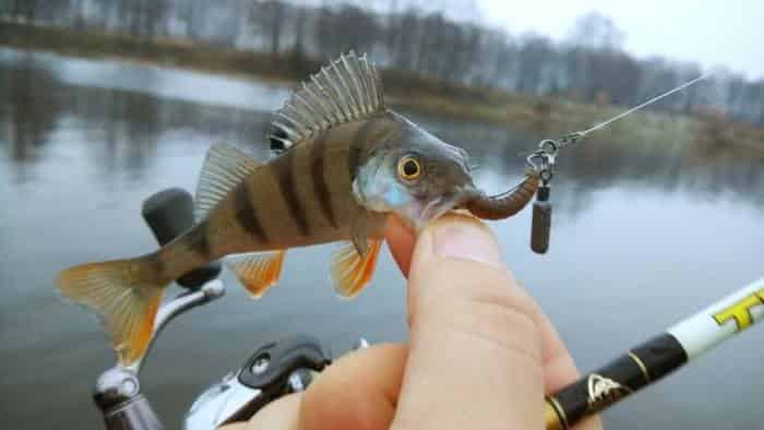 Проводка на джиг риг, оснастка и монтаж. Джиг риг своими руками