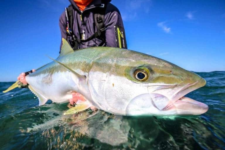 Что за рыба лакедра – как готовить, рецепты, отзывы, фото желтохвоста