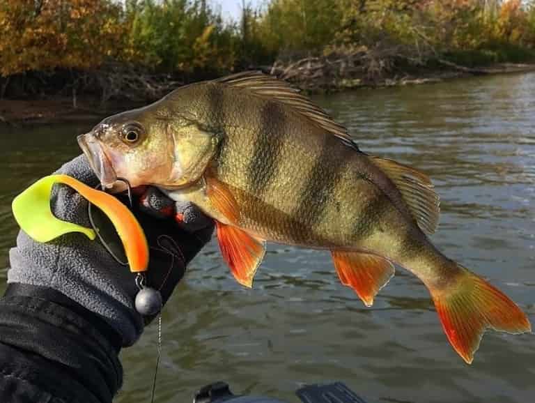 Прогноз клева рыбы на реке Оби Сузун, Камень