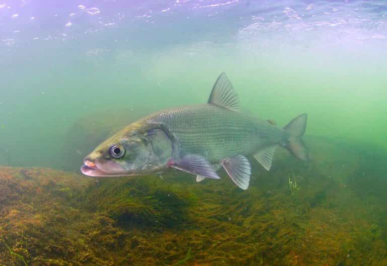 Белорыбица что за рыба, фото, рецепты, описание, польза