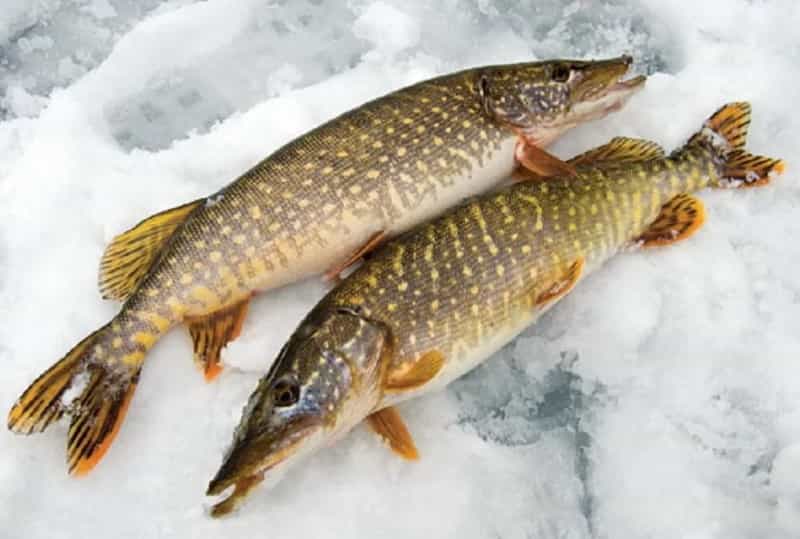 Прогноз клева в Оренбурге на 5 дней, 10 дней, неделю