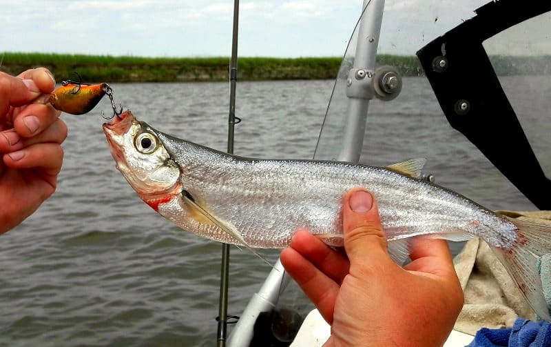 Где ловить чехонь и как ловить