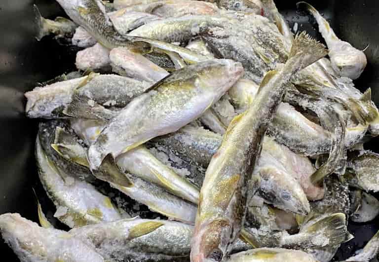 Навага что за рыба – польза и вред, рецепты, фото, отзывы