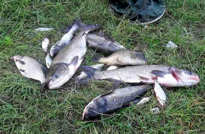 Прогноз клева на завтра, 5 дней, неделю и 14 дней в Белгородской области