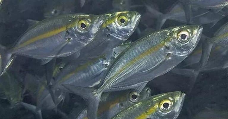 Что за рыба желтый полосатик, где водится, фото, как выглядит