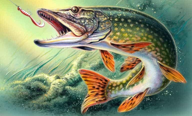 Запрет на ловлю щуки - с какого числа в областях и регионах