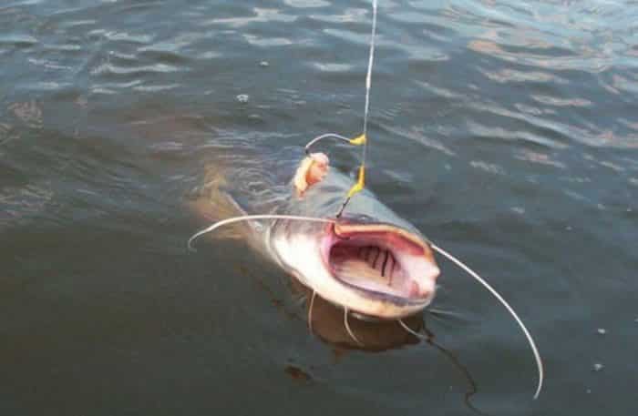 Снасти для ловли сома с берега на течении своими руками