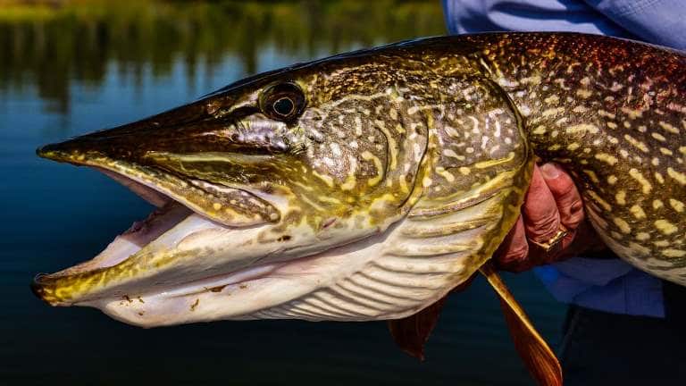 Самая большая пойманная щука в мире и в России – фото и вес