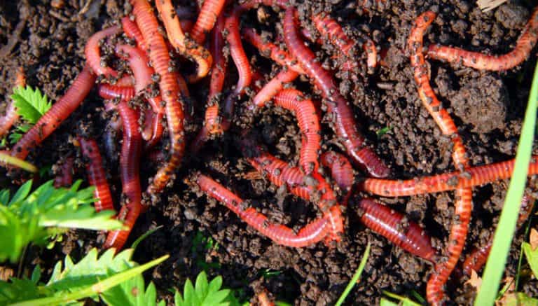 Как сохранить червей для рыбалки в домашних условиях подольше
