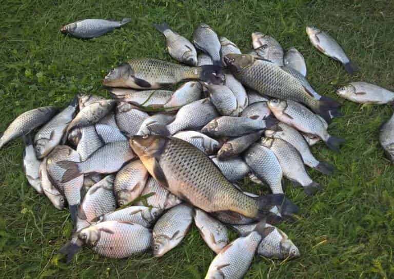 Прогноз клева в Ленинске Волгоградской области на неделю