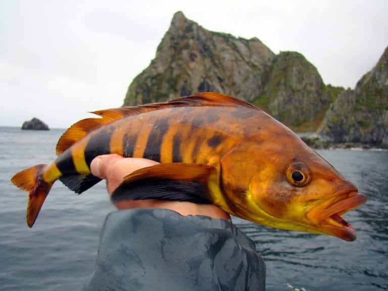 Терпуг что за рыба - как готовить, среда обитания, отзывы, польза