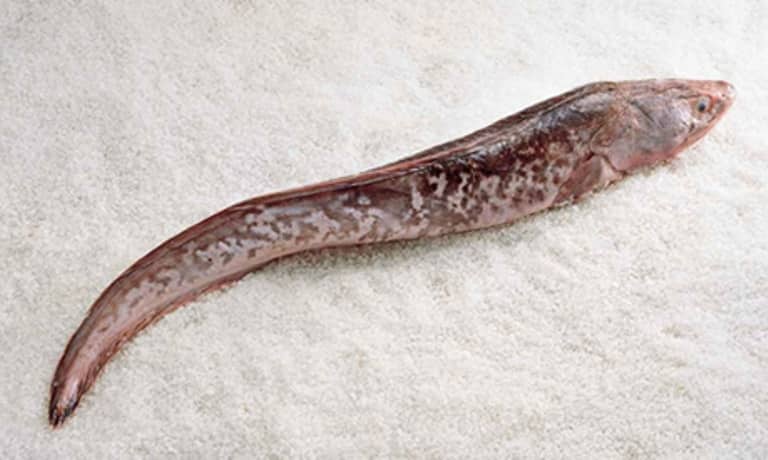 Что за рыба конгрио креветочная – как готовить, рецепты, отзывы, фото