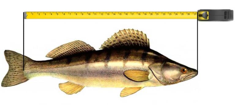 Запрет на ловлю судака по областям, в крае и Рыбинском водохранилище