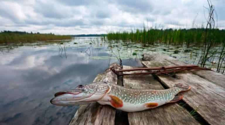 Календарь рыболова на эту неделю в области, крае, регионе