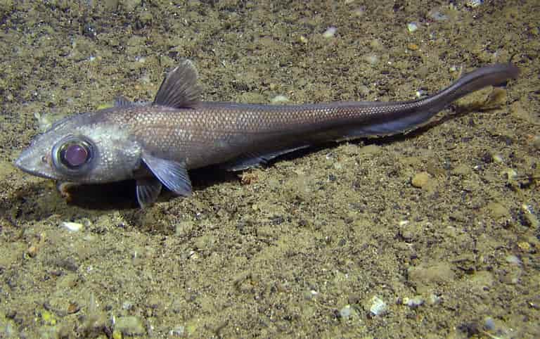 Что за рыба макрурус (макрорус) - как готовить, отзывы, фото, рецепты