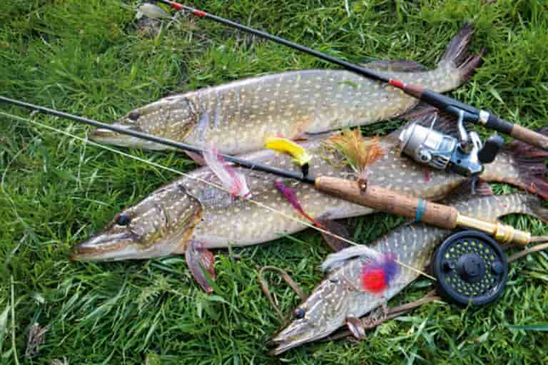 Какая рыба сейчас клюет и на что, какую можно сейчас поймать