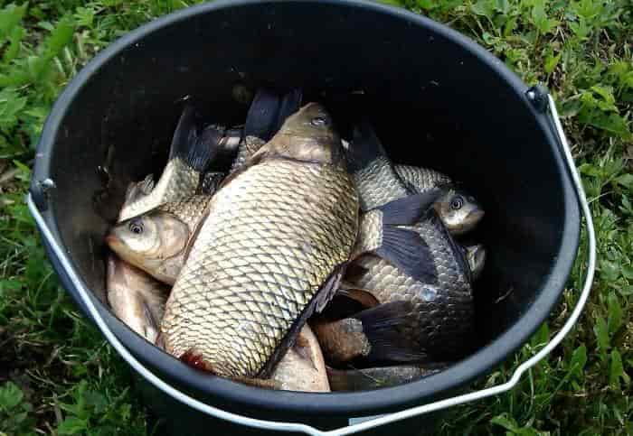 Прогноз клева рыбы в Оренбургской области на сегодня, завтра, неделю