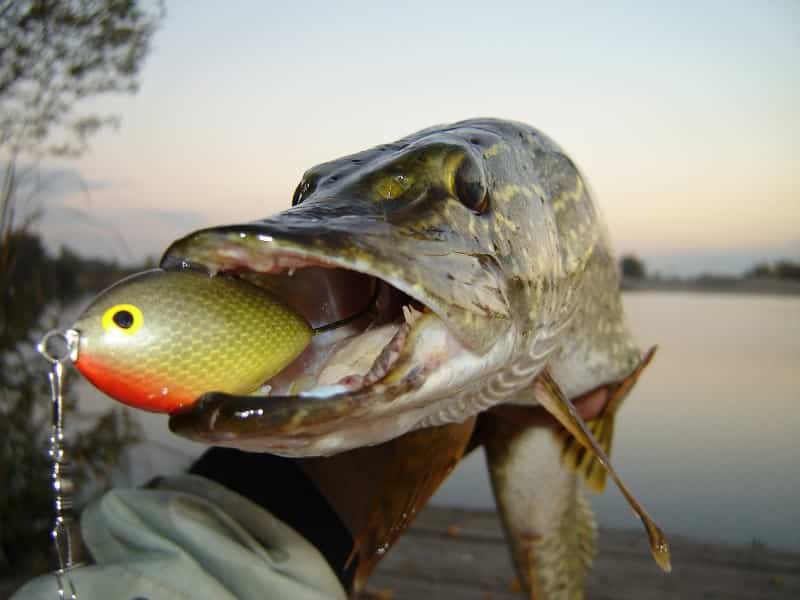 Календарь рыбака