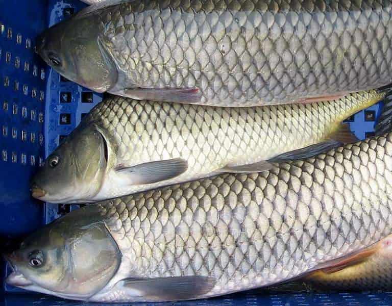 Белый амур что за рыба, фото, где водится, костлявая, польза