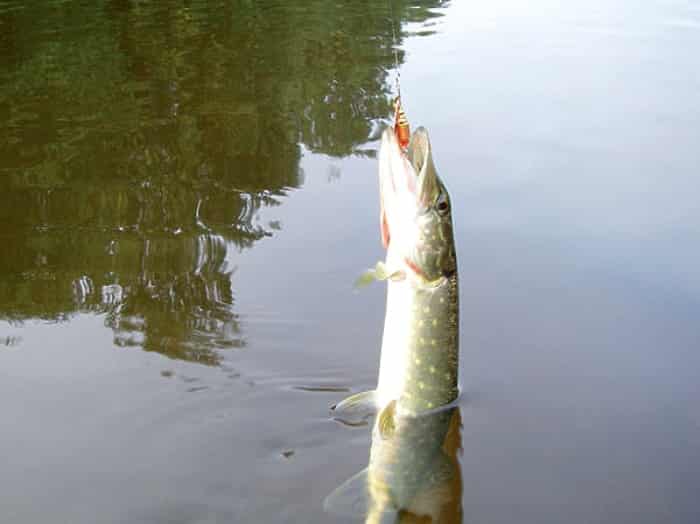 Прогноз клева рыбы в Костроме на 5дней, сегодня, завтра