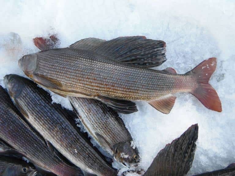 Где водится хариус в России, фото и описание рыбы