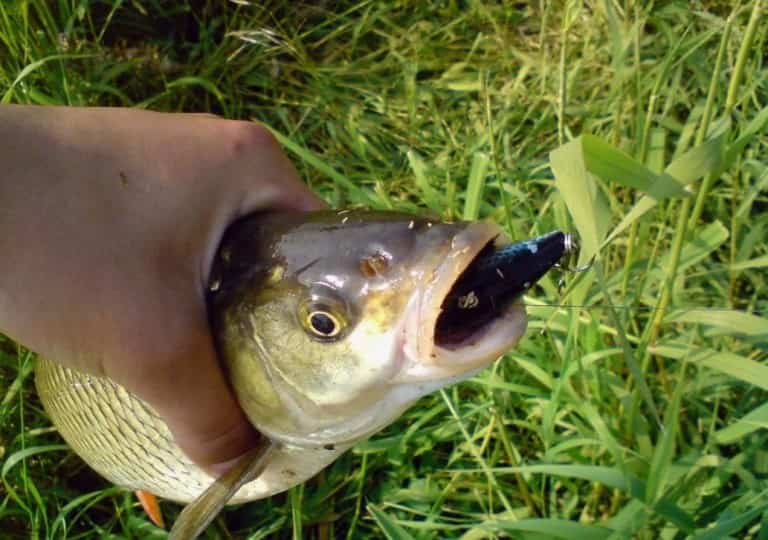 Прогноз клева рыбы в Могилеве на сегодня, завтра и неделю