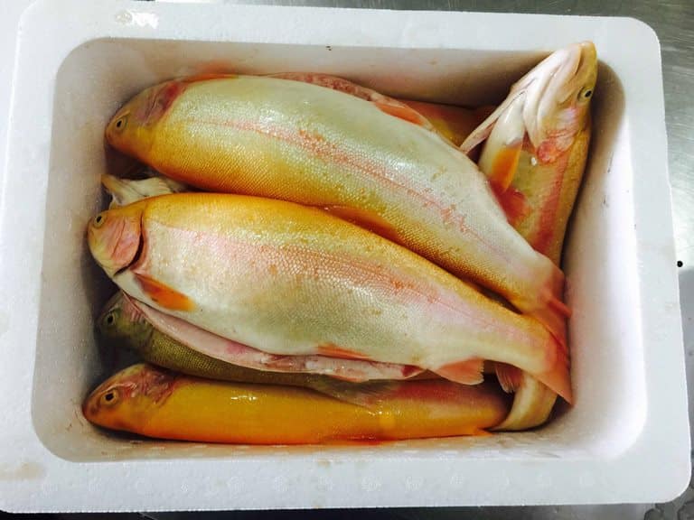 Что за рыба белая форель – как готовить, рецепты, отзывы, фото