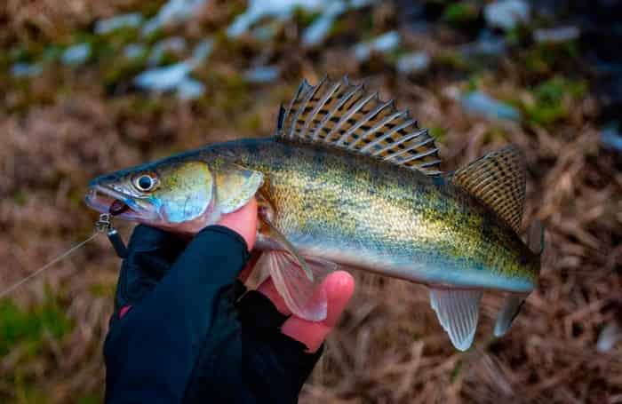 Проводка на джиг риг, оснастка и монтаж. Джиг риг своими руками