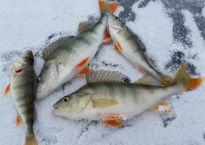 Прогноз клева рыбы в Оренбургской области на сегодня, завтра, неделю