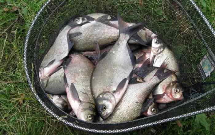 Прогноз клева рыбы в Смоленской обл и Смоленске на сегодня, завтра, 3 дня