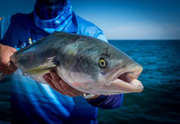 Что за рыба лосось австралийский, дикий, кахавай и мурманский