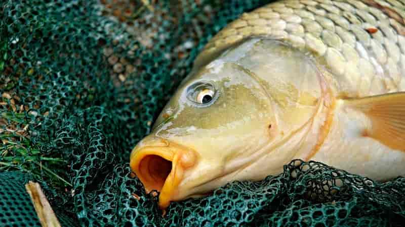 Прогноз клева в Оренбурге на 5 дней, 10 дней, неделю