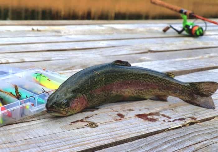 Прогноз клева форели в Подмосковье на платниках на неделю