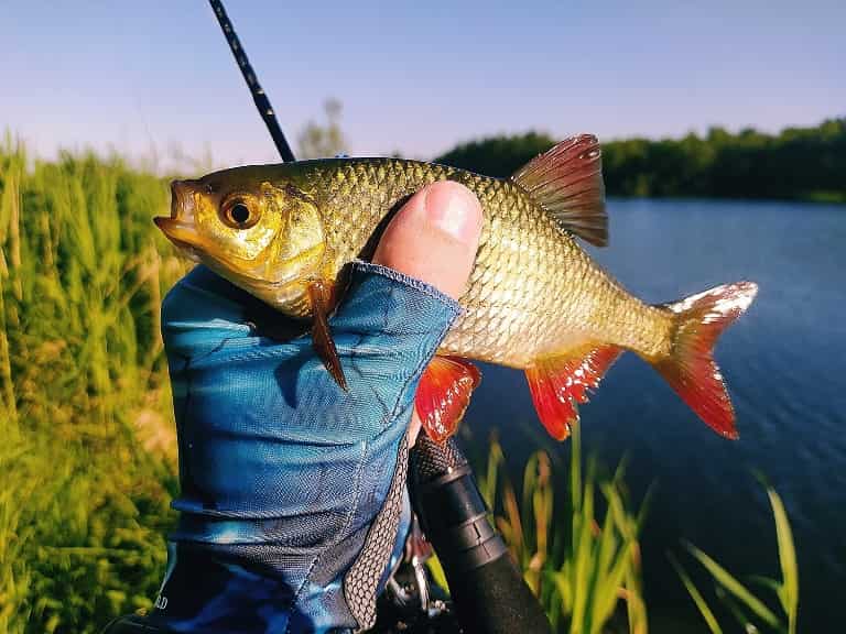 Прогноз клева в Ленинске Волгоградской области на неделю