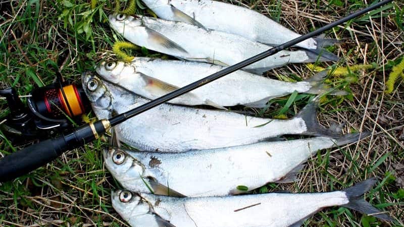 Ловля чехони на Волге, в Астрахани, где ловить