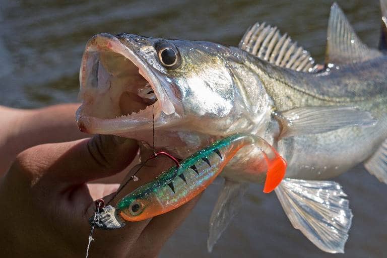 Воблеры для троллинга на судака и щуку - рейтинг уловистых