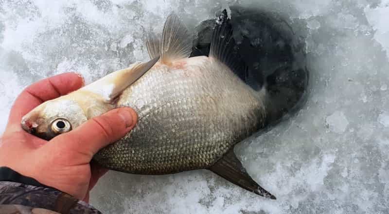 Прогноз клева в Красноярске и Красноярском крае на 5 дней, неделю