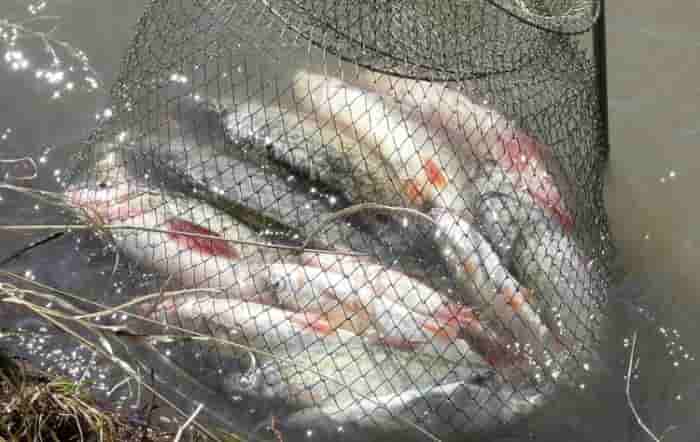 Прогноз клева рыбы в Барнауле Обь