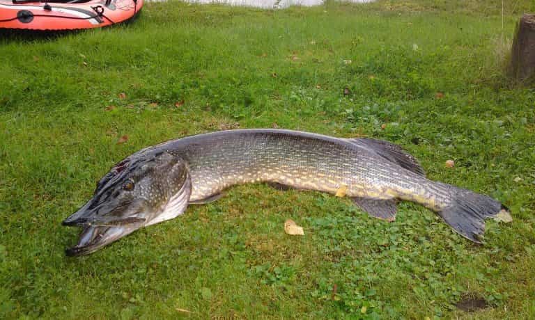 Самая большая пойманная щука в мире и в России – фото и вес