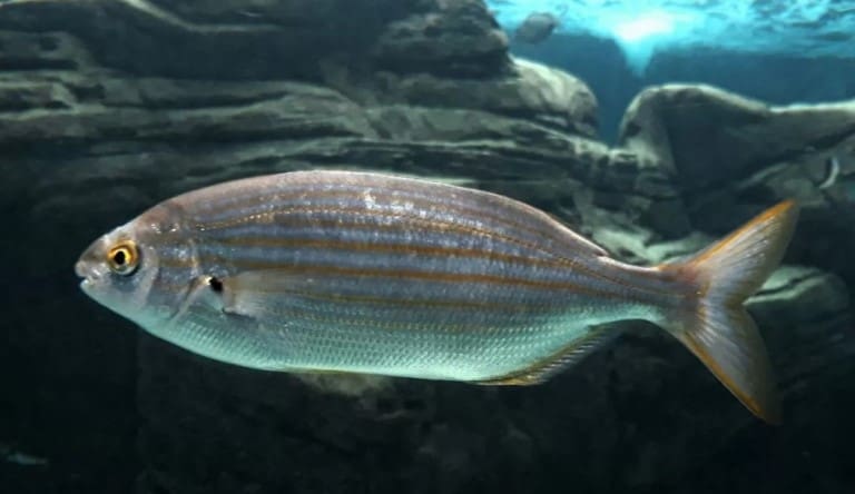 Что за рыба желтый полосатик, где водится, фото, как выглядит